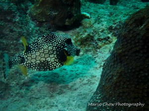 Trunkfish
