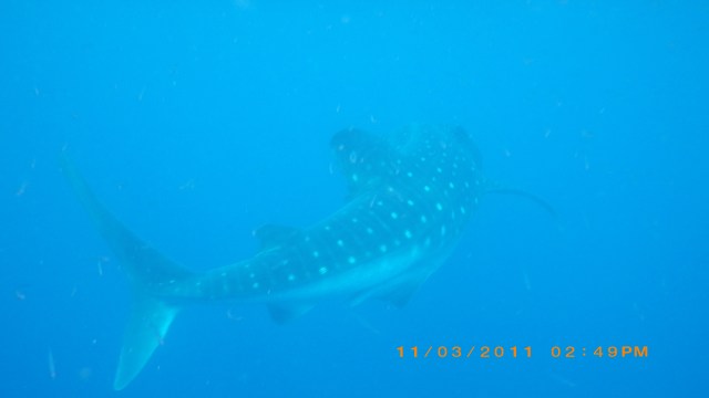 This is a picture of a whale shark in Utila, Honduras. Baby steps like helping captive sharks with artificial insemination could leave to the future preservation of sharks who give live birth, like this whale shark. 