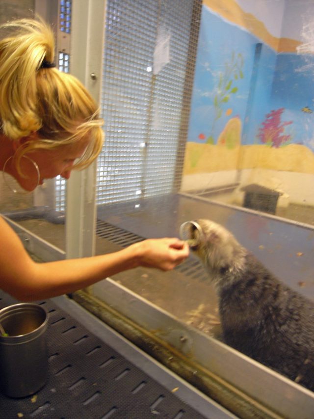 Otters: An animal that can teach their young a behavior