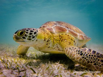 *this is not a sea turtle in California. The water is way too clear for this to be California. 