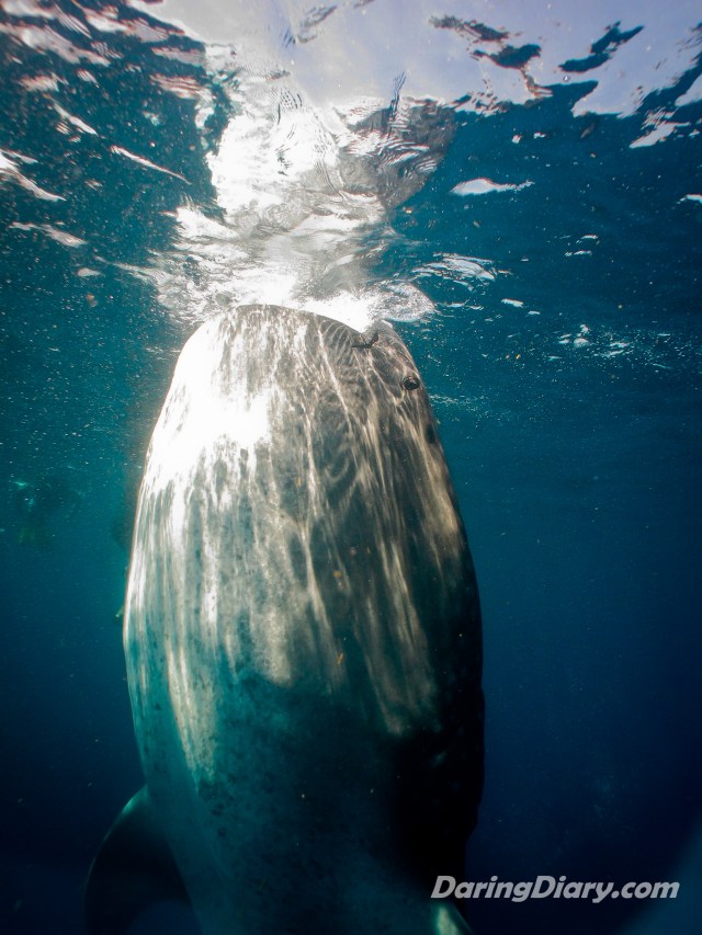 vertical feed, nom nom