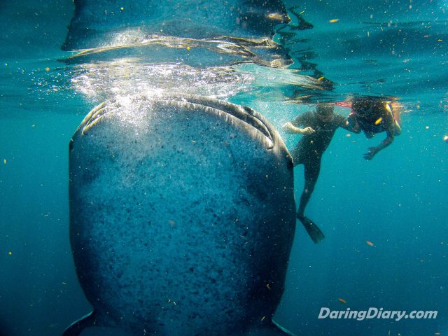 a whale shark eating. 