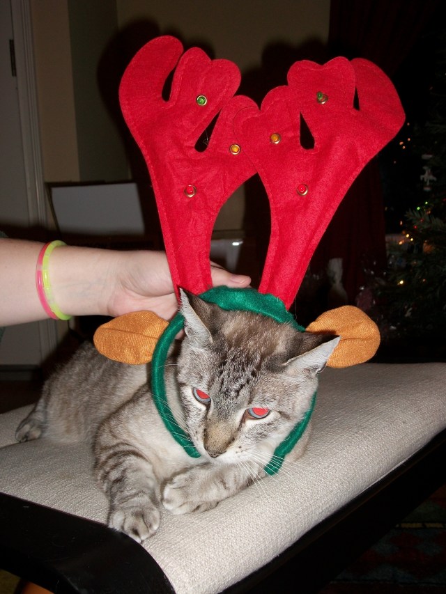merry effing christmas.  we never let poor *Casso join in any reincat games. 