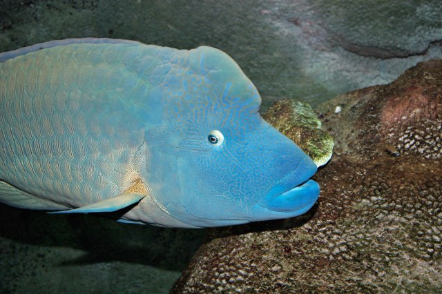 melbourne aquarium: a breeding male wrasse.  