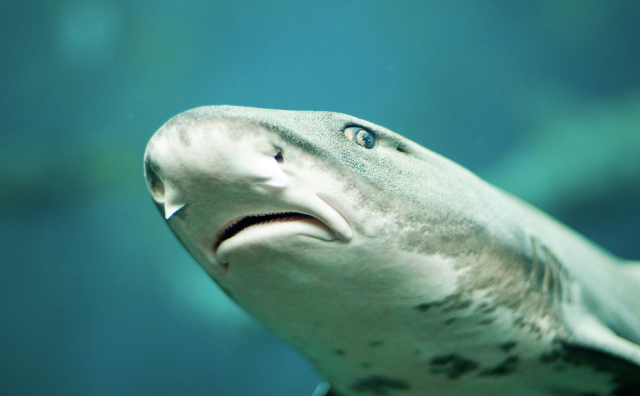 This little Leopard shark couldn't even fit your leg into his mouth! 