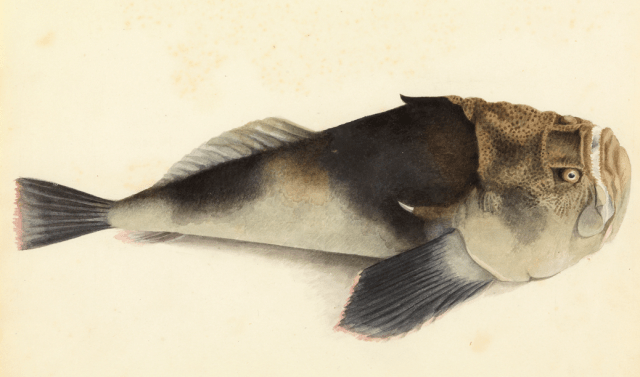 a common stargazer...and this is the kind of shit i am looking for!