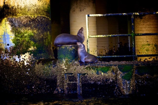 Heaps of Sea Lions, photo from Dudley McLaughlin