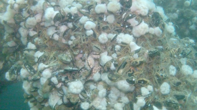 Twinkle Twinkle Brittle Star-Nicholli Gan