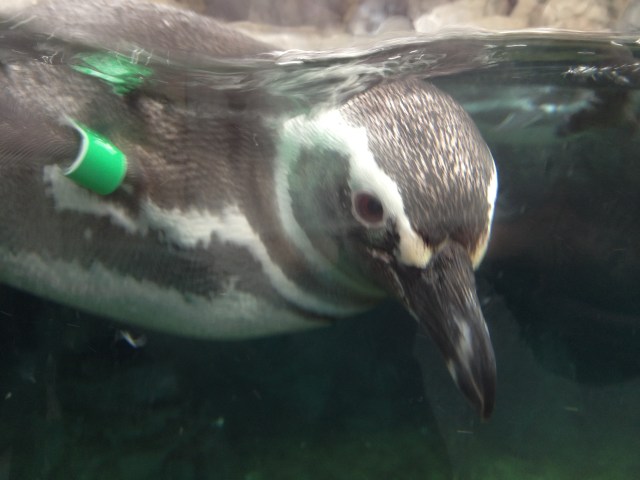 happy world penguin day!