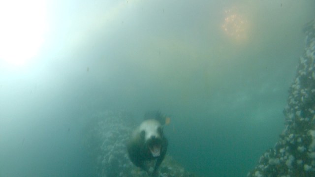 HELLO SCUBA DIVERS! Photo from Nicholli Gan