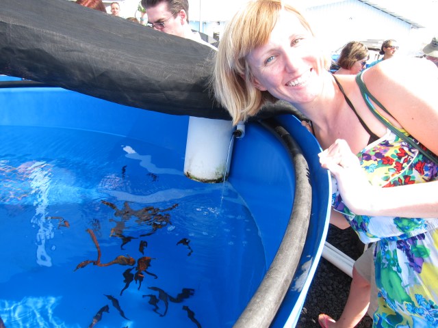 Buckets of Seahorses. Literally buckets and buckets and buckets.