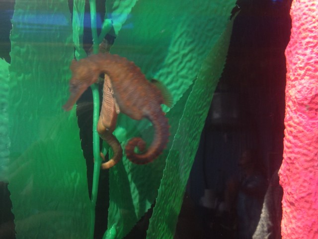 so it turns out i'm not amazing at taking pictures of sea horses.