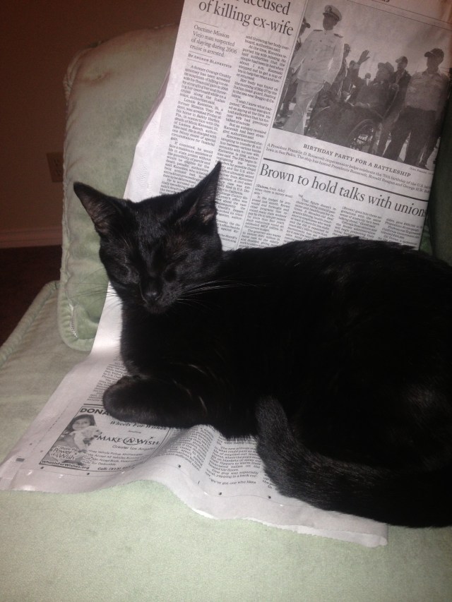 this post was kind of a bummer. So here is a picture of Tiburon helping me write it.  She is my research assistance.  