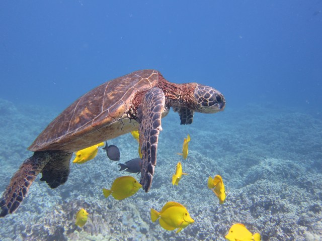 the best way to watch this awesome feeding station? Hovering motionlessly. 