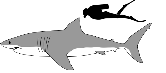 How do we two coexist? How have puny humans become such a menace to the Great White Shark?