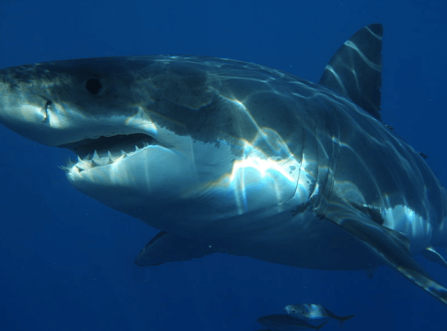 Obvious defense mechanism. 