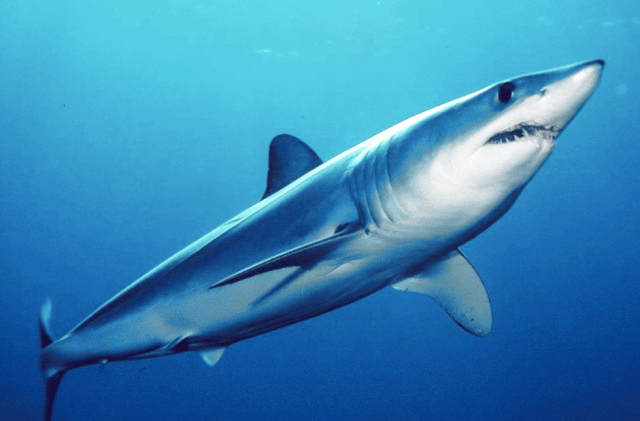 instead of showing a picture of the fishermen and their kill, I will show a live and graceful mako, swimming smoothly in his element. 