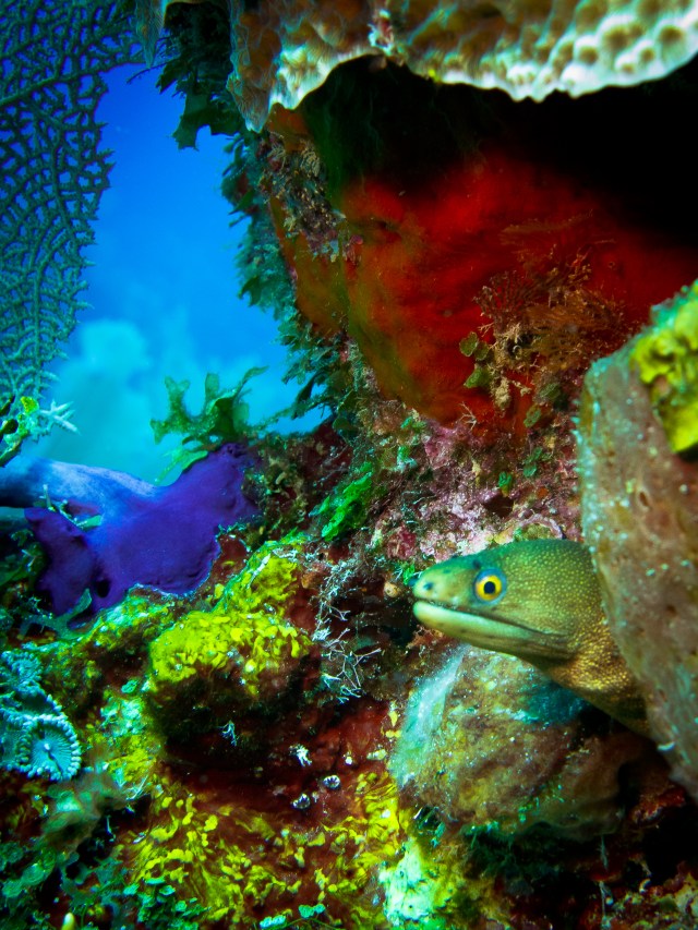 Food and Shelter-Mario Chow.