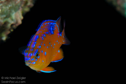 beautiful juvenile garibaldi