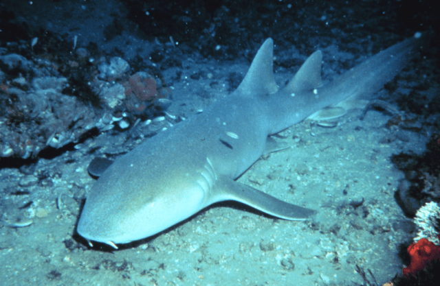 I chose pictures of sharks that people don't naturally associate with sharks: here lies a nurse shark, napping
