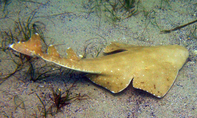 an angel shark, creeping.