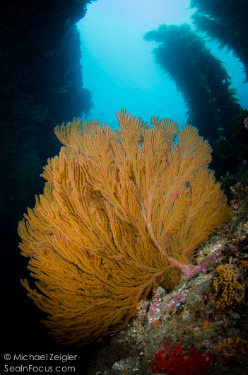 Compliments of Michael Zeigler, Sea in Focus