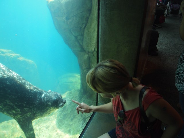 Final Test! Merbabe hangs out with a seal/sea lion(?) You'll find these guys like to play through the glass. Photo from Benji Goodlad, at the Aquarium of the Pacific