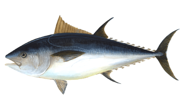 this atlantic blue fin tuna displays countershading. 