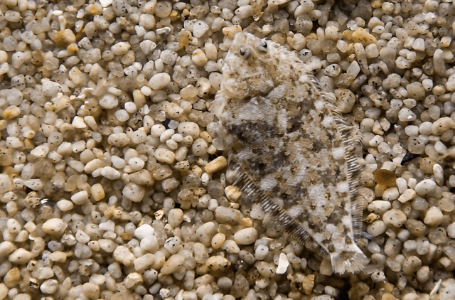 hiding in plain sight: a flounder. 