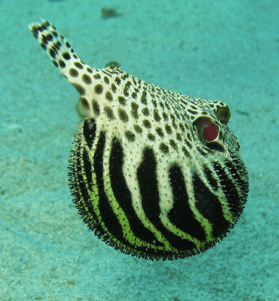 a puffer, displaying his agnomen.