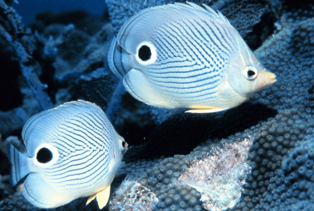 a brightly colored fake out-Foureye Butterflyfish mislead predators witha  fake eye.