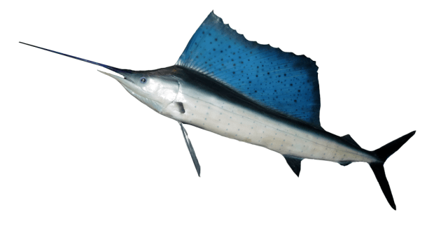Atlantic Sailfish...the fastest fish in the wilderness (ocean).  Clocked up to 75 miles per hour. 