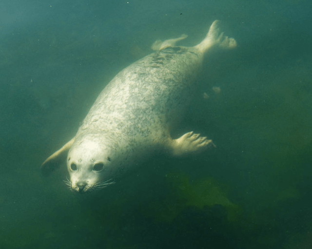 I breath air, so I gotta surface sometime!