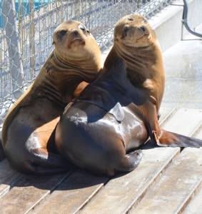 Two appropriately sized (aka chubby) california sea lions. 