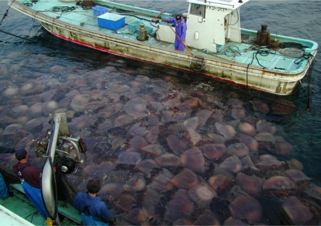 Giant Jellyfish, Nemopilema nomurai, clogging fishing nets in Japan. (Dr. Shin-ichi Uye)