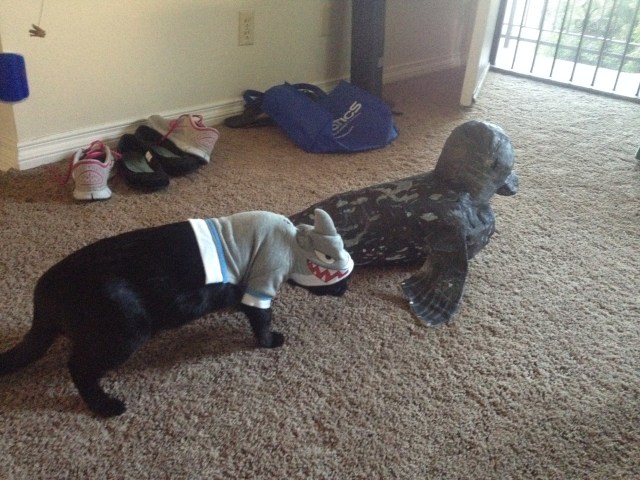 Tibby sniffs closer, a surprise attack?