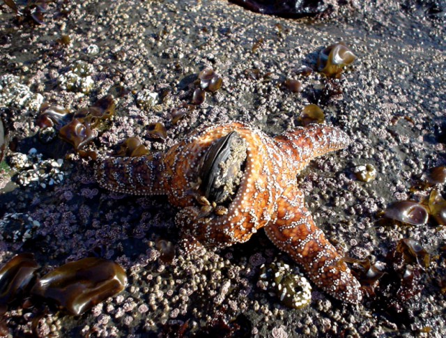 Lunch.  And keeping those mussels in their place.  Multitasking. 