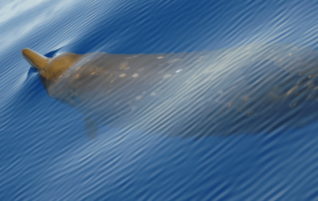 Blainville Beaked Whale (Not a Cuvier, my apologies for being misleading with my visual aid)
