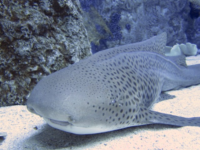 The zebra shark smiles upon you: an omen for good luck in the new year.  
