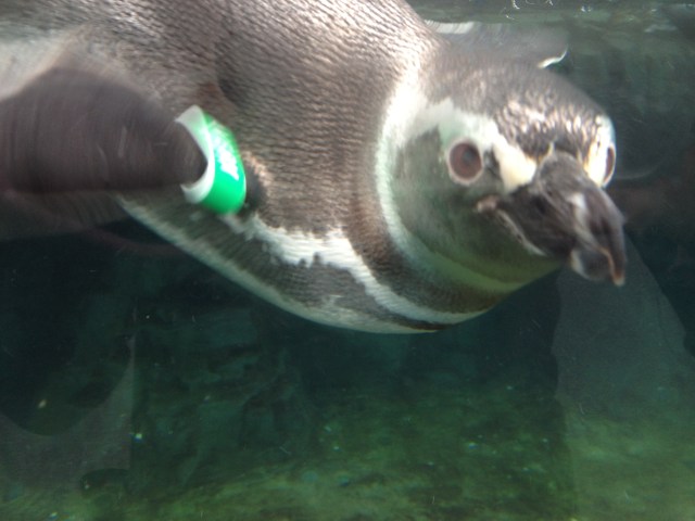 happy year of the penguin!*