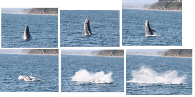 Gray whale breaching. These awesome pictures not taken by me.