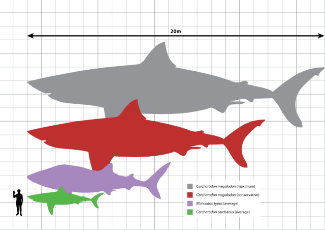 puny humans next to the true kings of the sea: why must we kill the things that we fear?