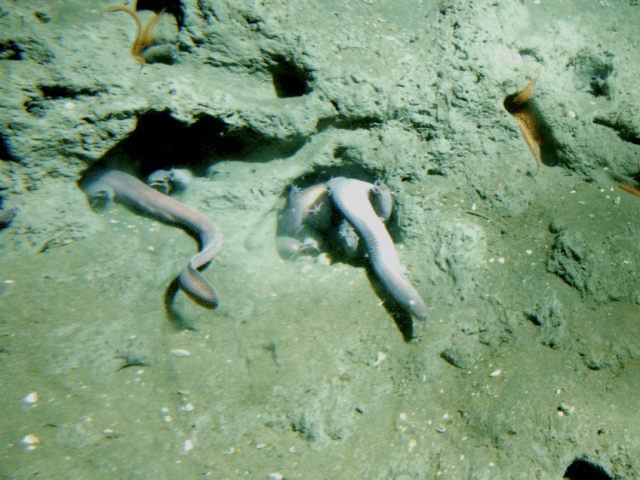 Hagfish. Not known for being the cutest of fish. 