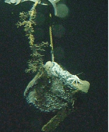 a whale bone being hauled up 5 years later after an experimental placement. 
