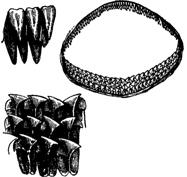 the world's slowest shark's teeth!