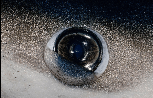 a blue shark closing its nictitating membrane. 