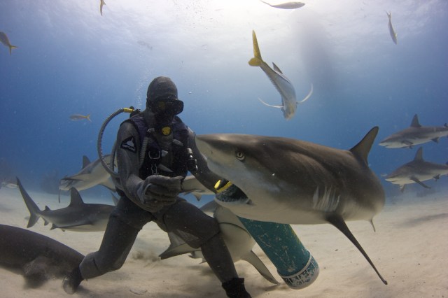 If all sharks are maneaters, as Discovery would have you believe: how did this photographer get out alive? Credit and copyright Dudley C. McLaughlin