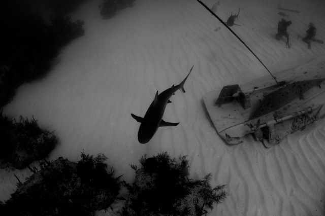 The plight of sharks is a black and white problem, they don't need shark week coming in and confusing everyone. 