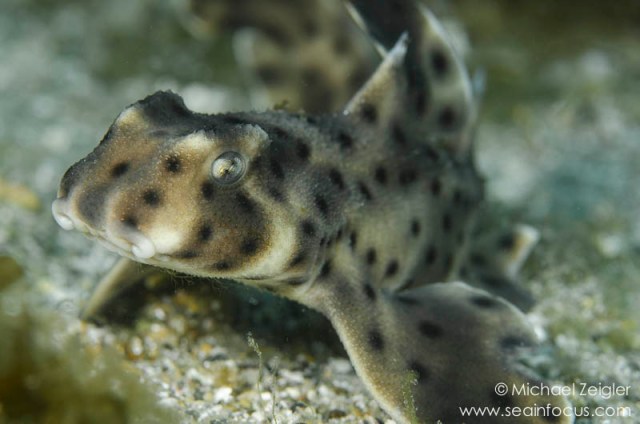 How many sharks do you see like this Horn Shark represented on Shark Week? None. 