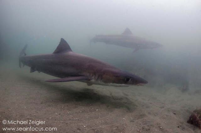 The twins out cruising-Sea in Focus, Michael Zeigler